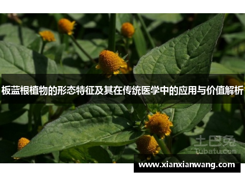 板蓝根植物的形态特征及其在传统医学中的应用与价值解析